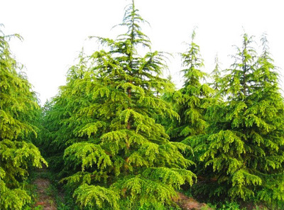 出售綠化苗木 灌木類雪松香柏 規格齊全 量大優惠 芊色苗木