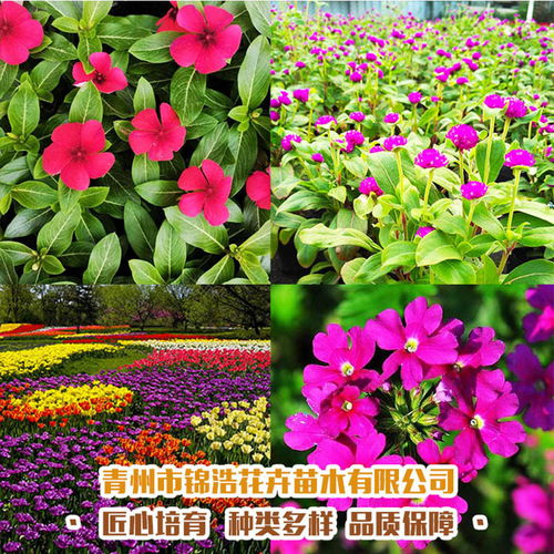 公園綠化用黃楊,供應(yīng)多種花卉苗木