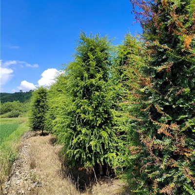 【千喜苗木批發(fā)紅豆杉樹苗 綠化苗木多種規(guī)格紅豆杉 苗木采購】?jī)r(jià)格_批發(fā)_廠家_參數(shù)_圖片_喬木