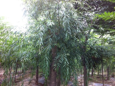 山東萬畝苗木大量出售西湖垂柳-山東萬畝苗木培育基地提供山東萬畝苗木大量出售西湖垂柳的相關介紹、產品、服務、圖片、價格13-14公分紅葉碧桃樹苗、5公分龍柱碧桃價格、3公分菊花碧桃小苗、8公分法桐基地、速生白蠟樹苗、山東國槐樹基地、