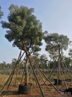 【全冠香樟袋苗供應(yīng)、種植基地直銷、價格實惠】綠化苗木,價格,廠家,供應(yīng)商,花木,龍海市東泗興輝園藝場 - 產(chǎn)品庫