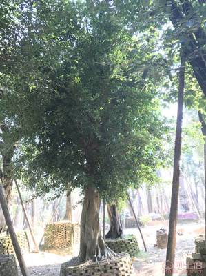 【小葉榕苗木直轄、品質保證、最新報價】綠化苗木,價格,廠家,供應商,花木,龍海市東泗興輝園藝場 - 產品庫