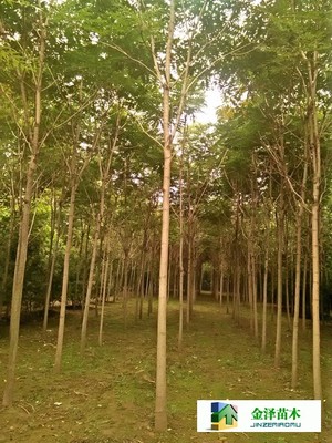千頭椿苗木的南北種植熱土 遼寧、山西、山東及河北保定博野金澤基地