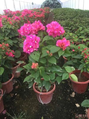龍海市東泗興輝園藝場(chǎng) 專業(yè)三角梅種植基地，品質(zhì)苗木常年供應(yīng)