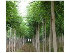 優(yōu)質(zhì)平頭白蠟苗木供應(yīng) 10公分粗、2年冒、冠幅3米、樹干筆直